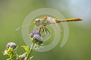 Vagrant darter female Sympetrum vulgatum