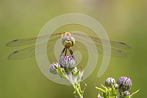 Vagrant darter female Sympetrum vulgatum