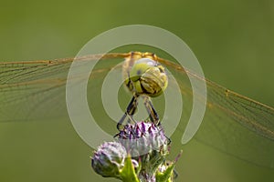 Vagrant darter female Sympetrum vulgatum