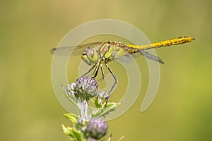 Vagrant darter female Sympetrum vulgatum