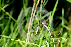 Vagrant darter on a grass in autumn