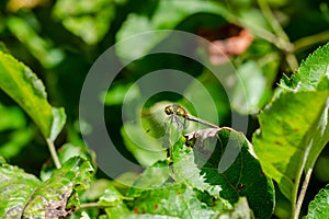 The Vagrant darter land on leaf