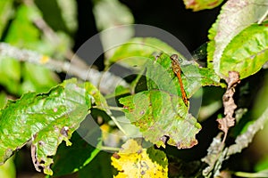 The Vagrant darter land on leaf