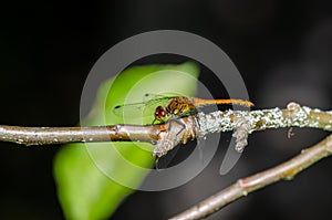 The Vagrant darter land on twig