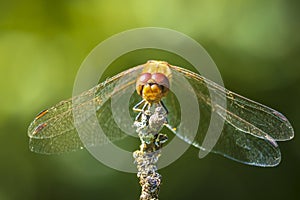 Vagrant darter male dragonfly Sympetrum vulgatum