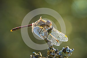 Vagrant darter male dragonfly Sympetrum vulgatum