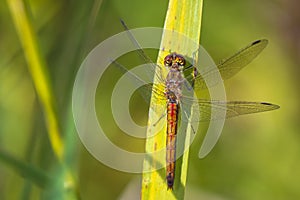 Vagrant darter male Sympetrum vulgatum