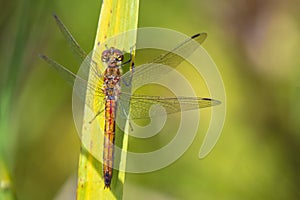 Vagrant darter male Sympetrum vulgatum