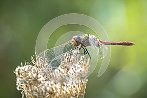 Vagrant darter male, Sympetrum vulgatum, resting photo