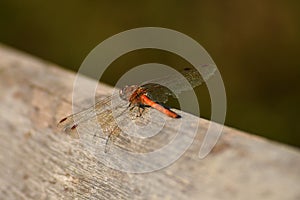 Vagrant darter on a plank in autumn