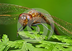 Vagrant darter Sympetrum vulgatum