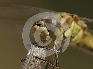 Vagrant darter Sympetrum vulgatum