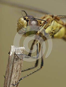 Vagrant darter Sympetrum vulgatum