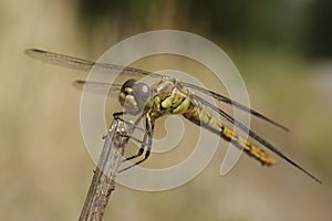 Vagrant darter Sympetrum vulgatum