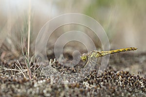 Vagrant darter, Sympetrum vulgatum