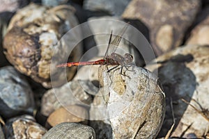 Vagrant darter (Sympetrum vulgatum)