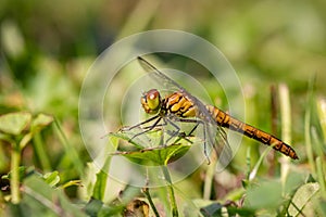 Vagrant darter Sympetrum vulgatum dragonfly