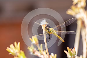 The vagrant darter Sympetrum vulgatum dragonfly