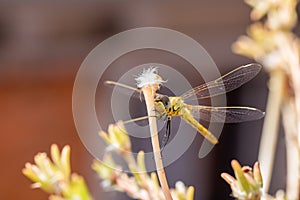 The vagrant darter Sympetrum vulgatum dragonfly