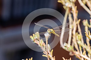 The vagrant darter Sympetrum vulgatum dragonfly