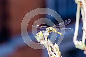 The vagrant darter Sympetrum vulgatum dragonfly