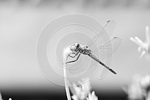 The vagrant darter Sympetrum vulgatum dragonfly