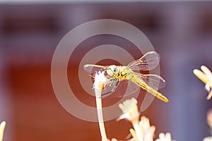 The vagrant darter Sympetrum vulgatum dragonfly