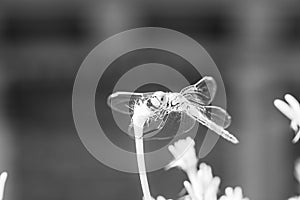 The vagrant darter Sympetrum vulgatum dragonfly