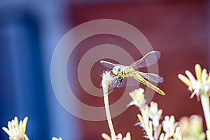 The vagrant darter Sympetrum vulgatum dragonfly