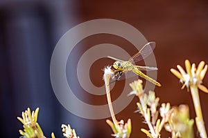 The vagrant darter Sympetrum vulgatum dragonfly