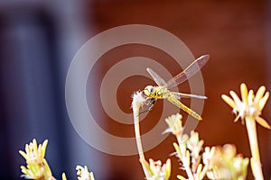 The vagrant darter Sympetrum vulgatum dragonfly