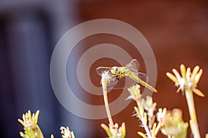 The vagrant darter Sympetrum vulgatum dragonfly