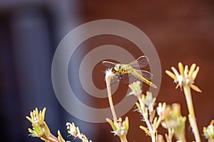 The vagrant darter Sympetrum vulgatum dragonfly