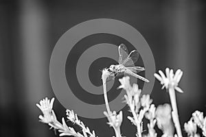 The vagrant darter Sympetrum vulgatum dragonfly