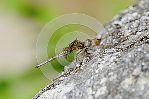 vagrant darter (Sympetrum vulgatum) dragonfly resting on a rock