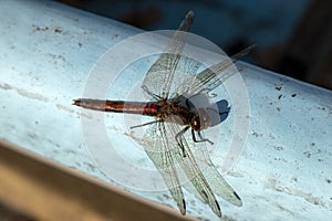 Vagrant darter, Sympetrum vulgatum dragonfly resting in sunlight