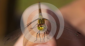 The vagrant darter - Sympetrum vulgatum. European dragonfly. Insect faceted eyes close up