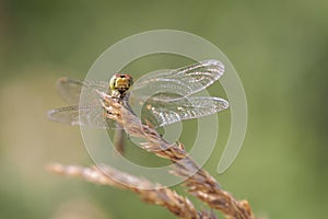 Vagrant Darter - Sympetrum vulgatum - face