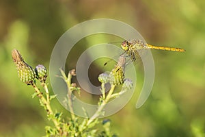 Vagrant darter Sympetrum vulgatum female