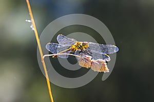 Vagrant darter Sympetrum vulgatum female resting