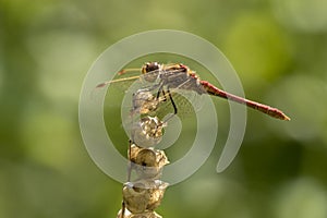 Vagrant darter Sympetrum vulgatum male