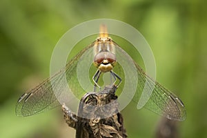 Vagrant darter Sympetrum vulgatum male