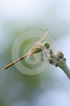 Vagrant darter Sympetrum vulgatum resting photo