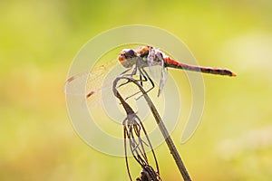 Vagrant darter Sympetrum vulgatum side view