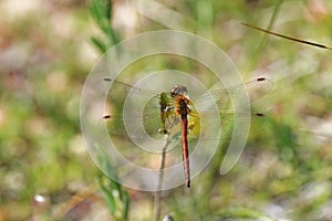 Vagrant darter Sympetrum vulgatum sitting on Rhododendron tomentosum