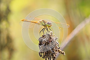 Vagrant darter Sympetrum vulgatum young male