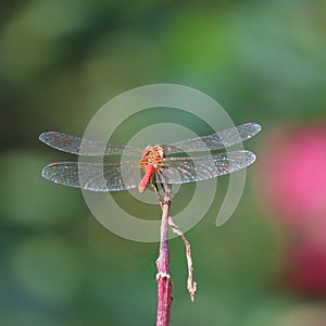 Vagrant darter on tree