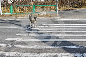 Vagrant dog crossing the road on the crosswalk alone