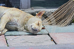 Vagrant dog sleep on the floor with a broom