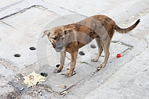 Vagrant Dog in Thailand.